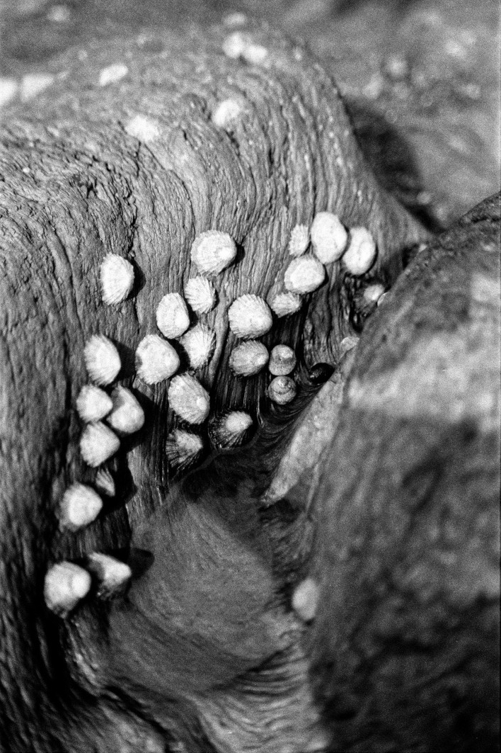 Michelle Hickling photograph